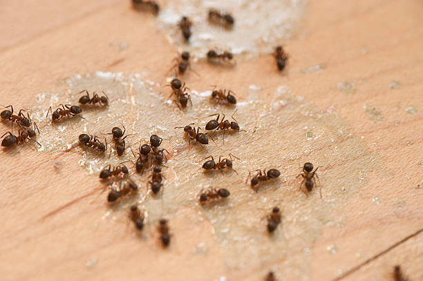 Best Affordable Pest Control Services  in Moncks Corner, SC