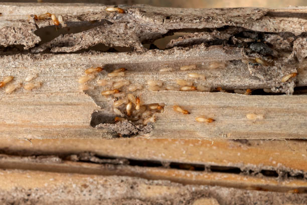 Reliable Moncks Corner, SC Pest Control Solutions